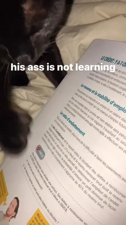 Cat Refuses to Learn