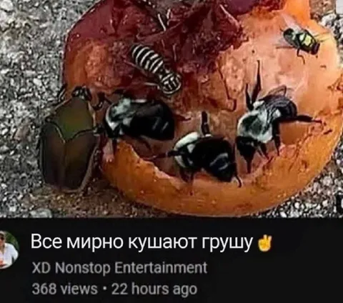 Все мирно кушают грушу