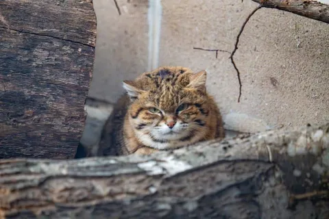 Суровый кот из укрытия