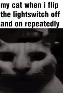 Cat When the Lightswitch Flips