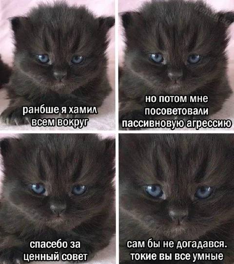 Котёнок освоил пассивную агрессию