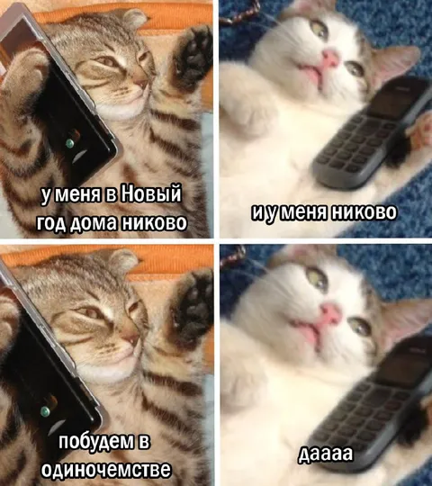 Коты встречают Новый год в одиночестве