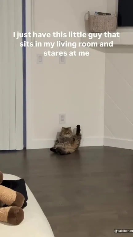 Little Man Cat Stares