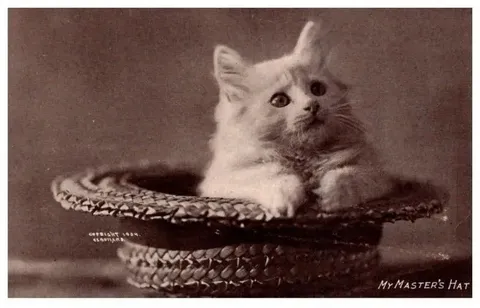 Cat in My Master's Hat