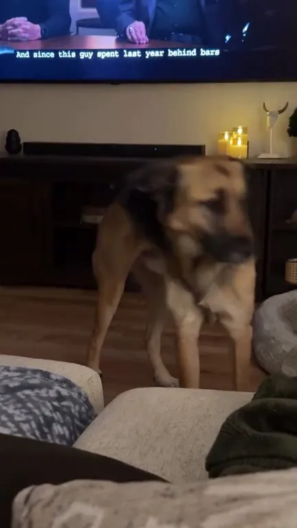 Dog Hears About Jail Time