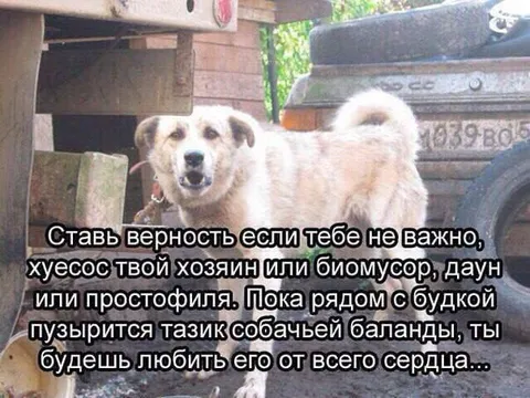 Собачья верность без условий