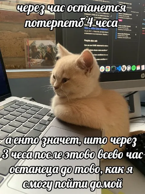 Кот считает время до дома