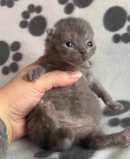 Котёнок в недоумении