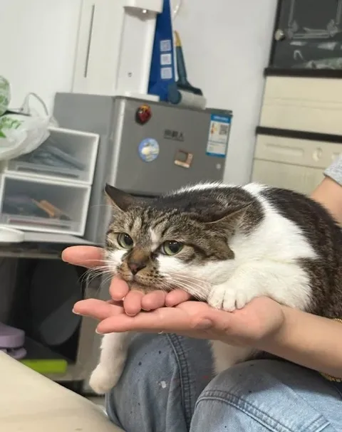 Котик на ладонях