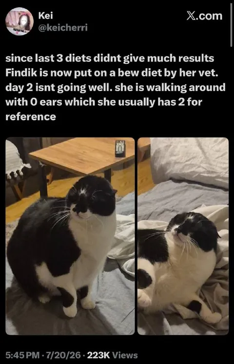 Cat Has Zero Ears