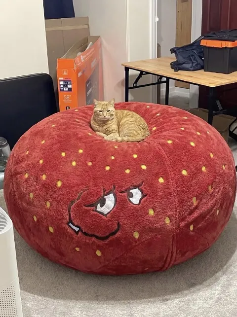 Кот на клубничном пуфе