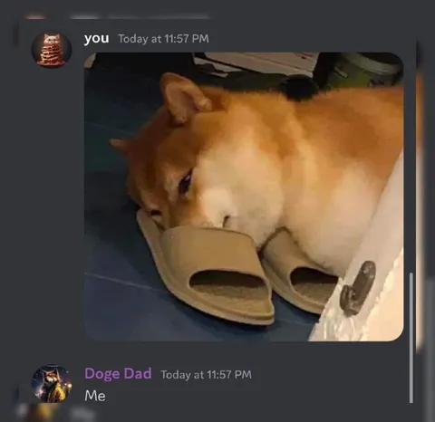 Dog Wearing Human Sandals