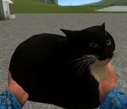 Чёрный кот на руках