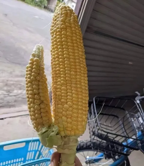 Кукурузный заменитель