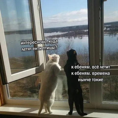 Куда летят эти птицы
