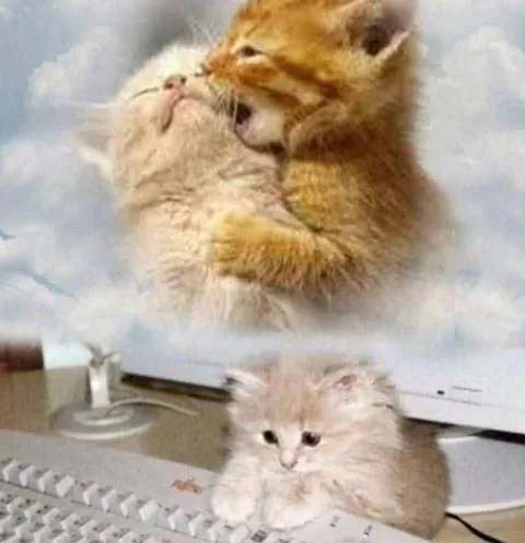 Котёнок за компьютером и любовь
