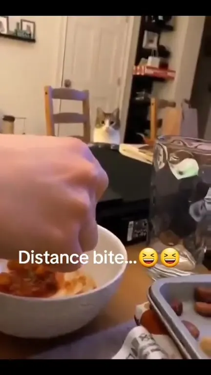 Cat Feels the Distance Bite