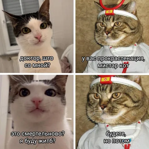 Кот спрашивает о прокрастинации