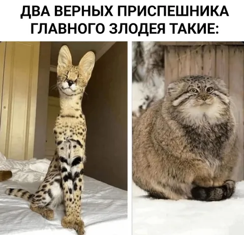 Два верных приспешника главного злодея