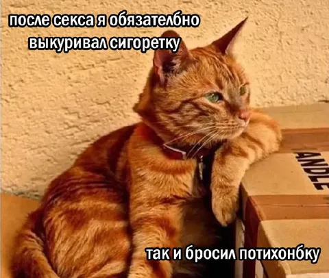 Кот после секса бросает курить
