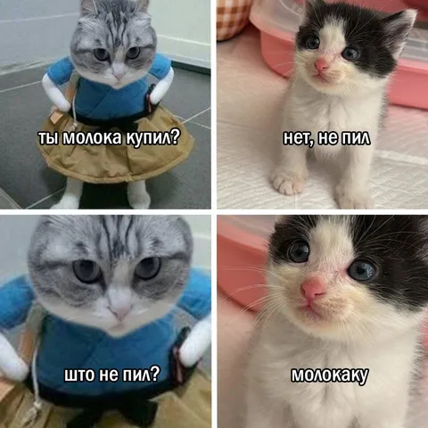 Коты про купленное молоко