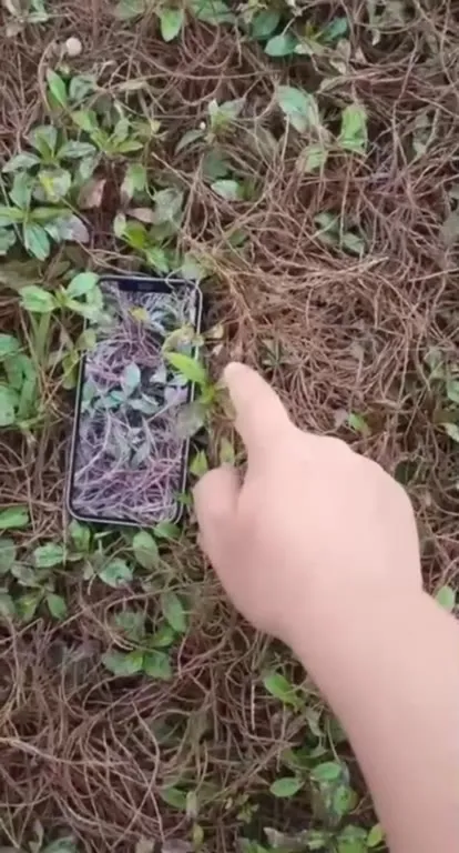 Айфон слева, самсунг справа