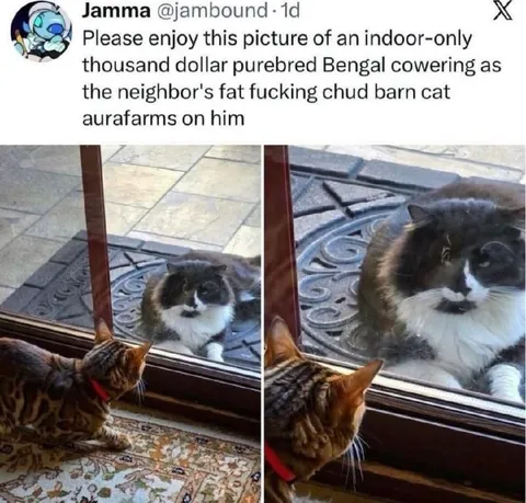 Bengal Cat Faces Barn Cat
