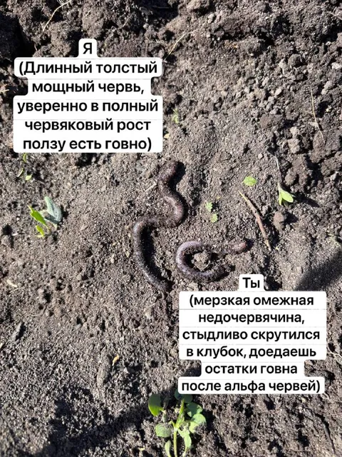 Альфа-червь и недочервячина