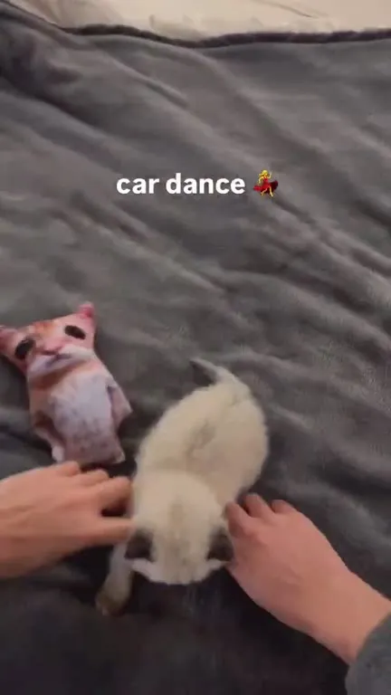 Kittens Doing the Car Dance