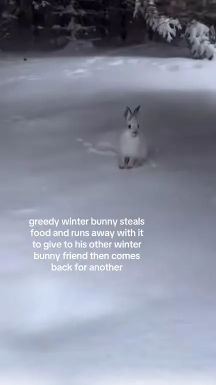 Greedy Winter Bunny Returns