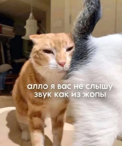 Алло, я вас не слышу