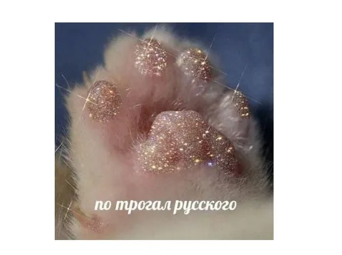 Потрогал русского кота