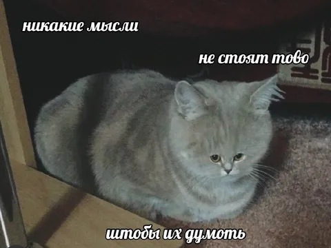 Никакие мысли не стоят того