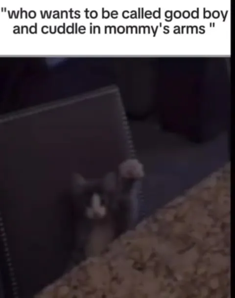 Kitten Wants Mommy Cuddles