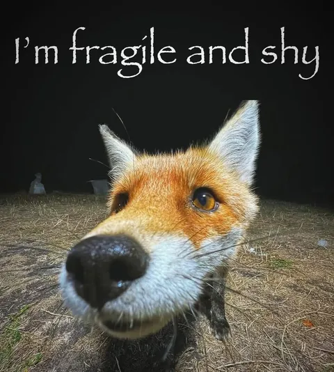 Fragile and Shy Fox
