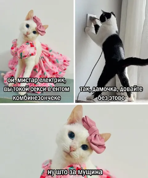 Кошка флиртует с электриком