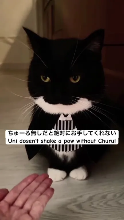 Cat Refuses to Shake Paws