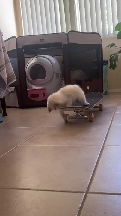 Котёнок осваивает скейтборд