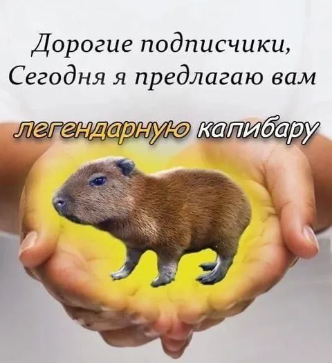 Легендарная капибара в руках