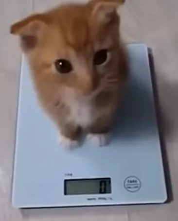 Кот взвешивается на весах