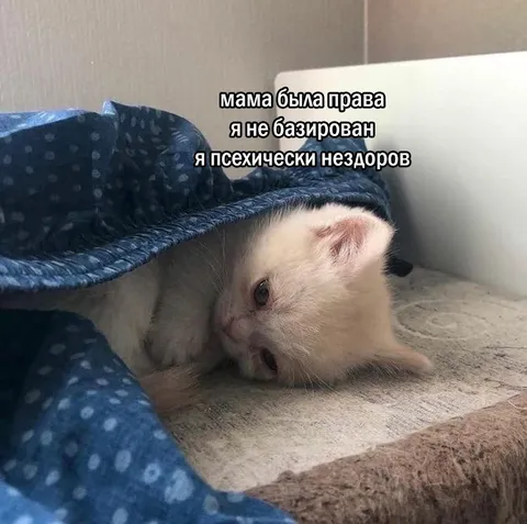 Мама была права про кота