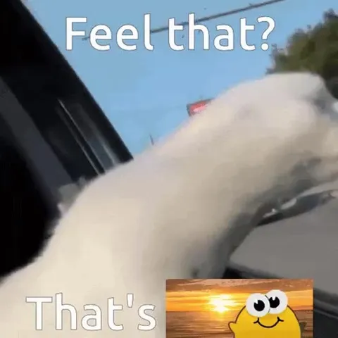 Cat Feels the Wind