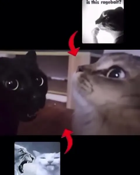 Is This Ragebait Cats