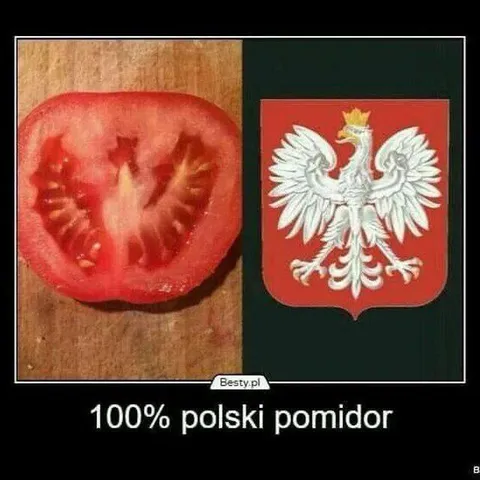 100% polski pomidor