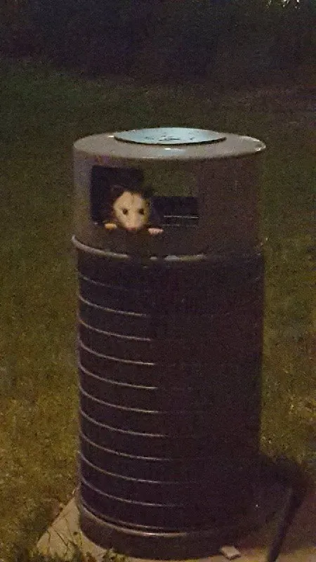 Кот выглядывает из урны