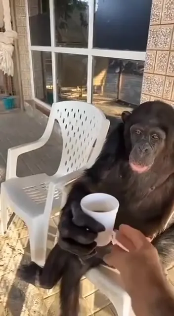 Шимпанзе пьёт из стаканчика