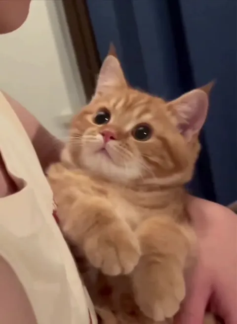 Котик тянется к поцелую