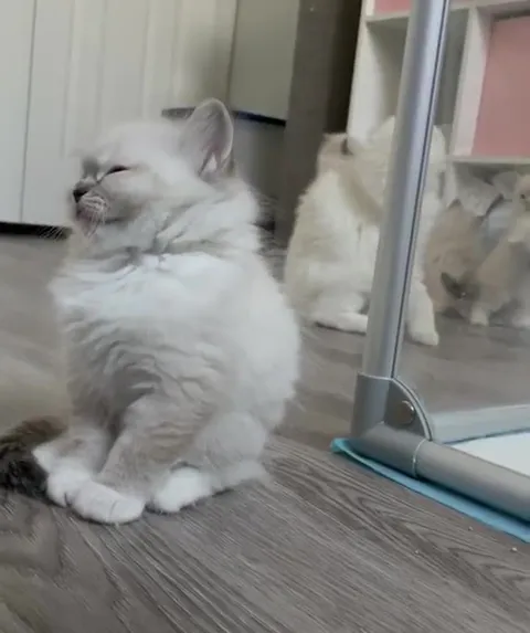 Большой котик обнимает маленького