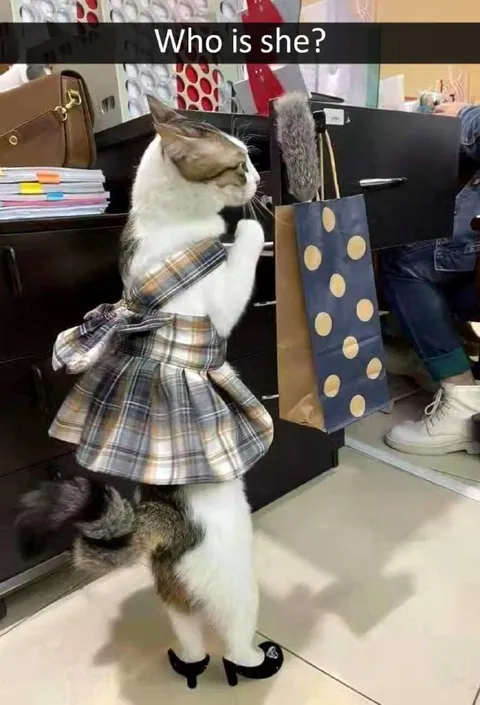 Who Is She Cat
