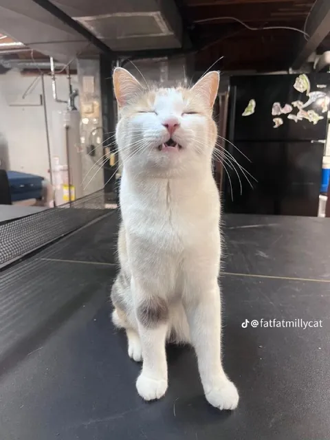 Кот с нелепой улыбкой